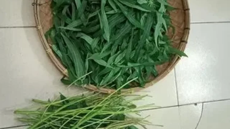 Tip Daun Singkong Tetap hijau Empuk