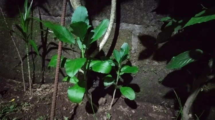 Manfaat Daun Sambung Nyawa yang Jarang Diketahui