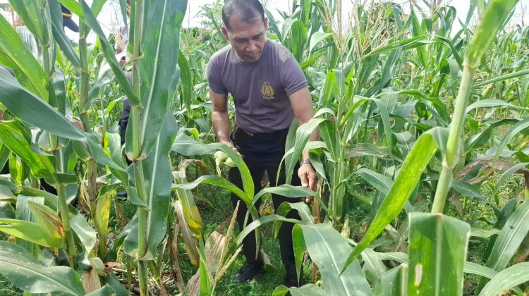 Polsek Klungkung Panen Jagung Manis, Dukung Ketahanan Pangan Nasional