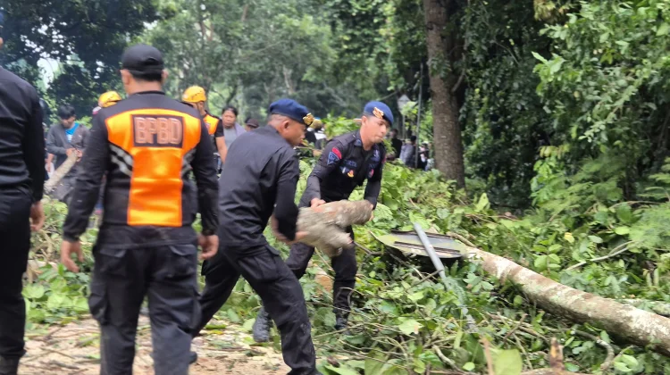 Sempat Macet, Dua Pohon Besar Tumbang di Jalur Denpasar-Gilimanuk