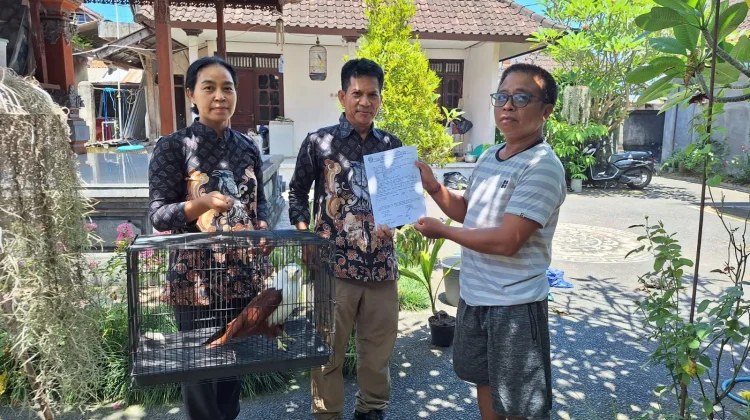 Balai KSDA Bali Evakuasi Elang Bondol dari Rumah Warga di Badung