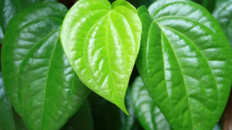 Daun Sirih Solusi Alami untuk Hidup Lebih Sehat dan Bahagia