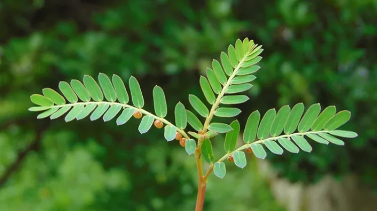 Daun Meniran Manfaat Penggunaan dan Efek Samping