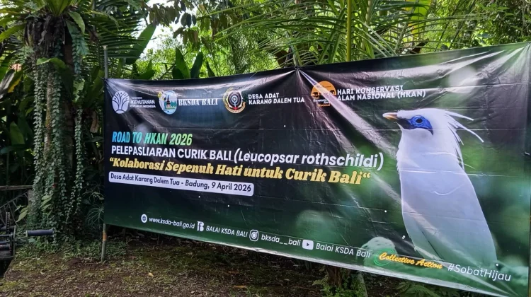 Upaya Pelestarian Satwa Endemik, 12 Ekor Curik Bali Dilepasliarkan