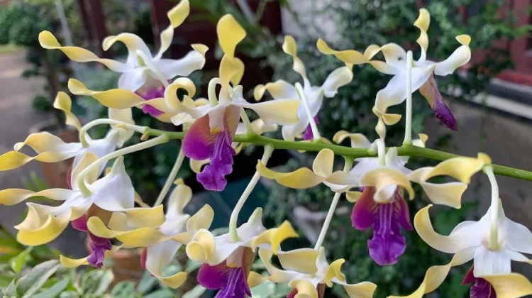 Mengenal Dendrobium Capung, "Mata Pelintir" yang Unik dan Eksotis