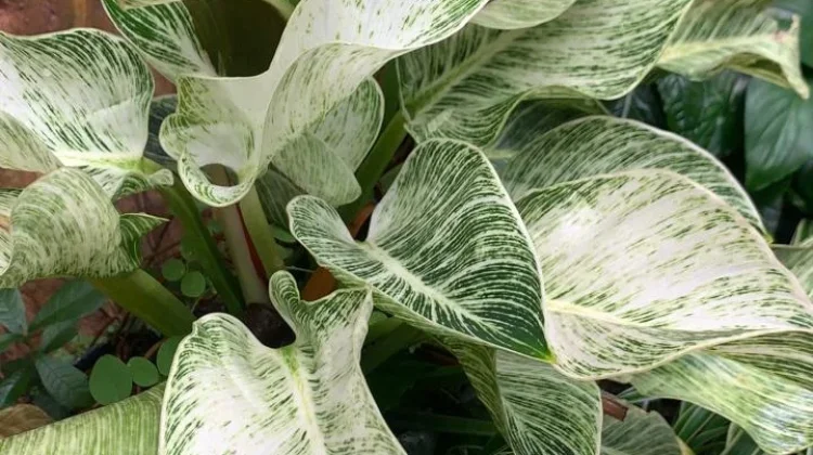 Menghadirkan Kemewahan Tropis, Menanam dan Merawat Philodendron Birkin