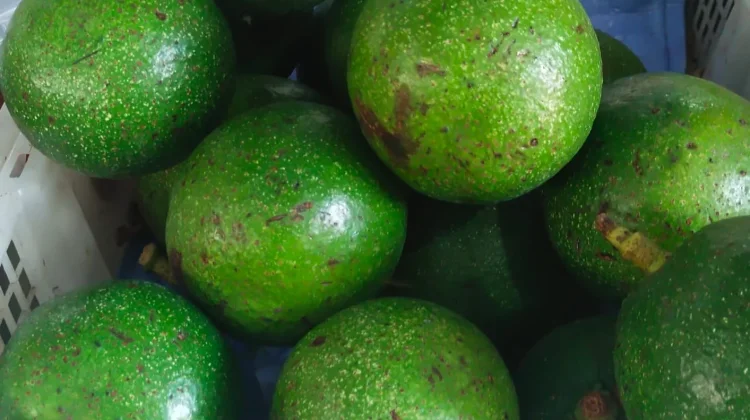 Buah Alpukat Kendil, Varietas Lokal dengan Cita Rasa Istimewa