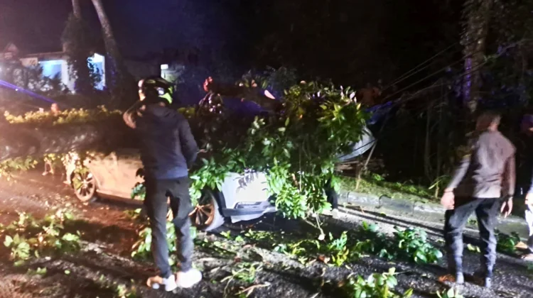 Timpa Dua Mobil, Pohon Tumbang di Jalur Denpasar-Gilimanuk