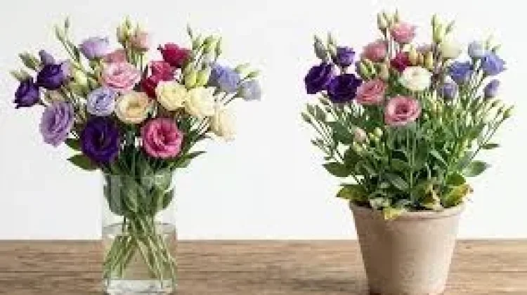 Lisianthus Bunga Cantik Mirip Mawar Semakin Populer