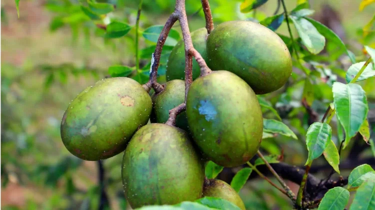 Kedondong Buah Asam Segar Kaya Nutrisi Alami