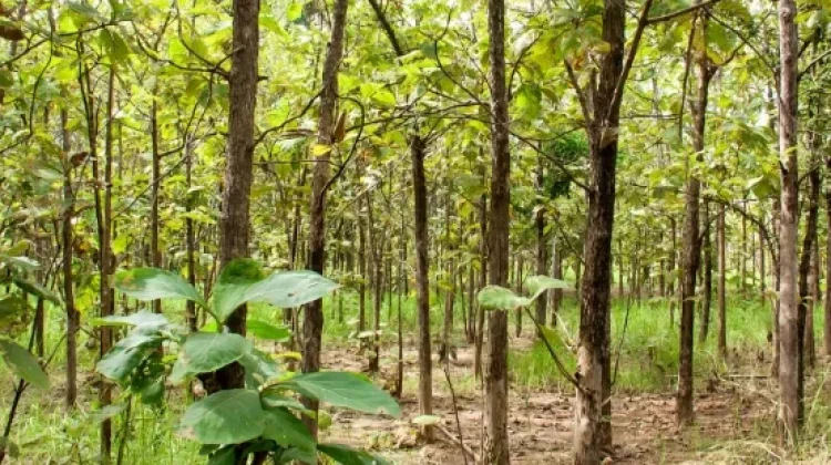 Pohon Jati Warisan Alam Bernilai Ekonomi Tinggi