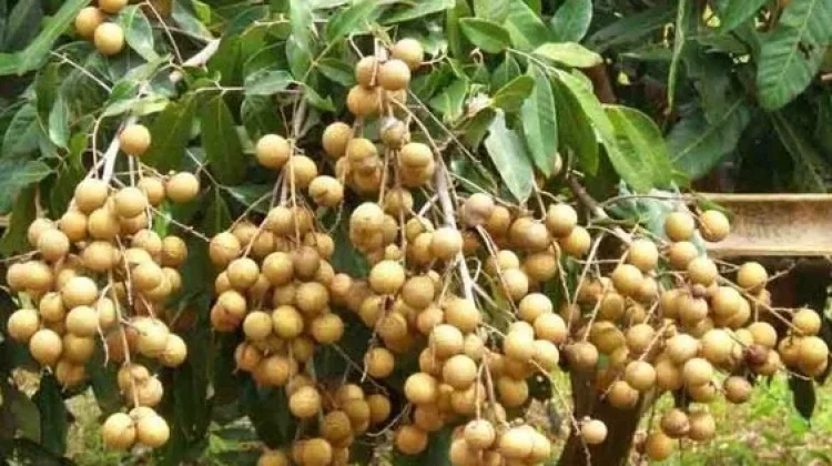 Kelengkeng Buah Tropis Kaya Nutrisi
