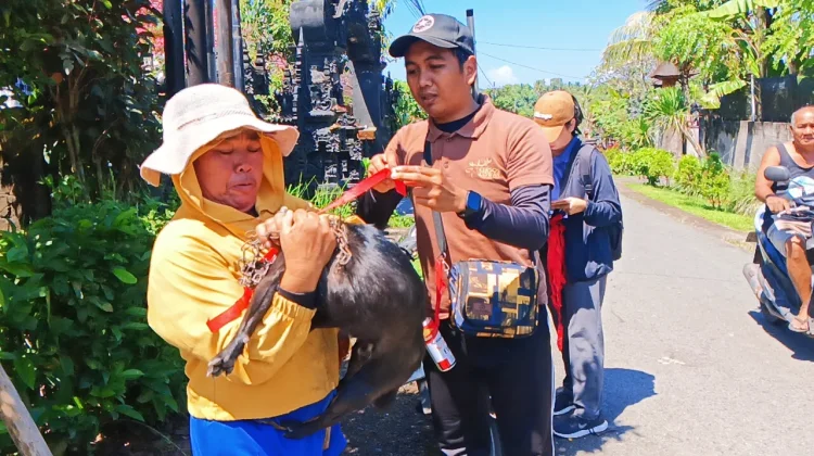Tekan Kasus Rabies, 800 HPR di Jembrana Divaksinasi Massal