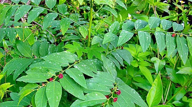 Daun Katuk Kaya Nutrisi dan Manfaat Kesehatan