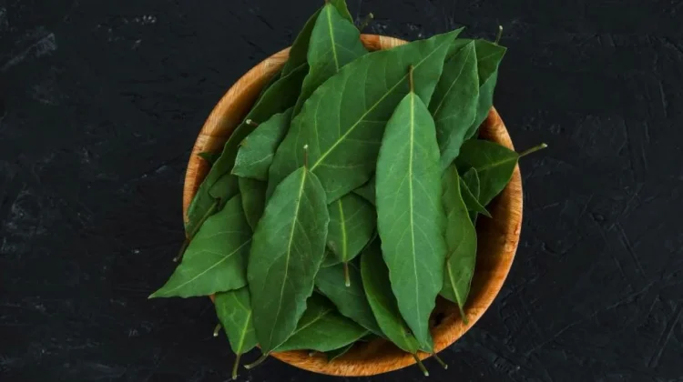 Daun Salam: Bumbu Dapur Kaya Manfaat Kesehatan