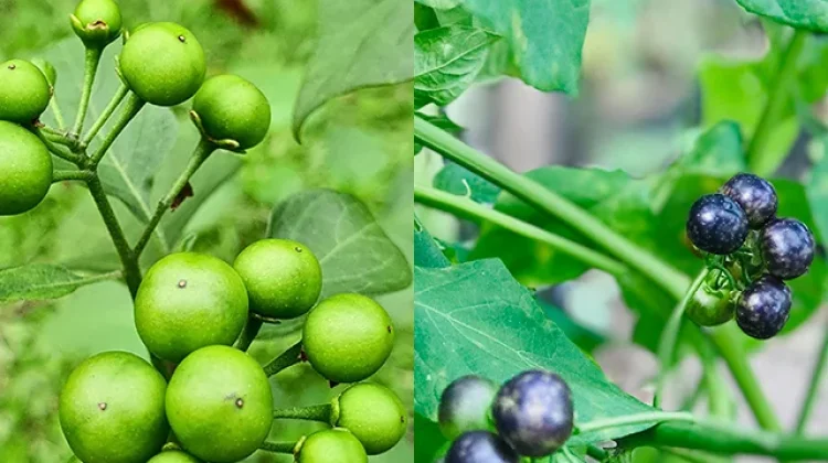 Manfaat Buah Leunca, dari Penghilang Nyeri hingga Antikanker