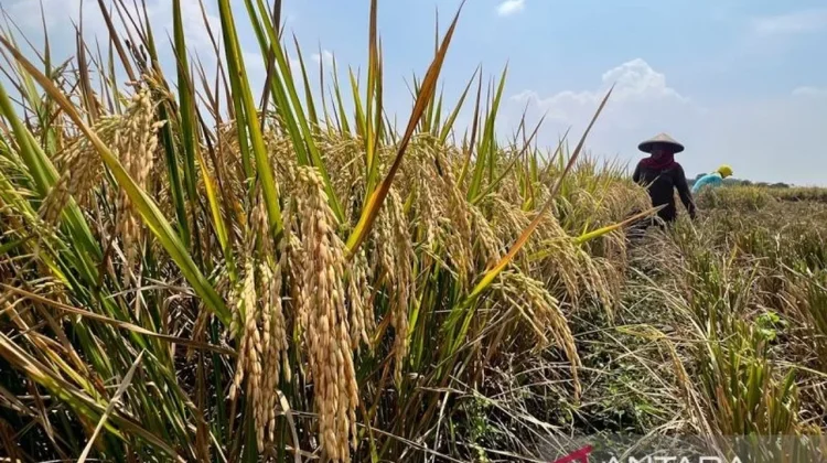 Insentif Dorong Kebanggaan dan Kesejahteraan Petani