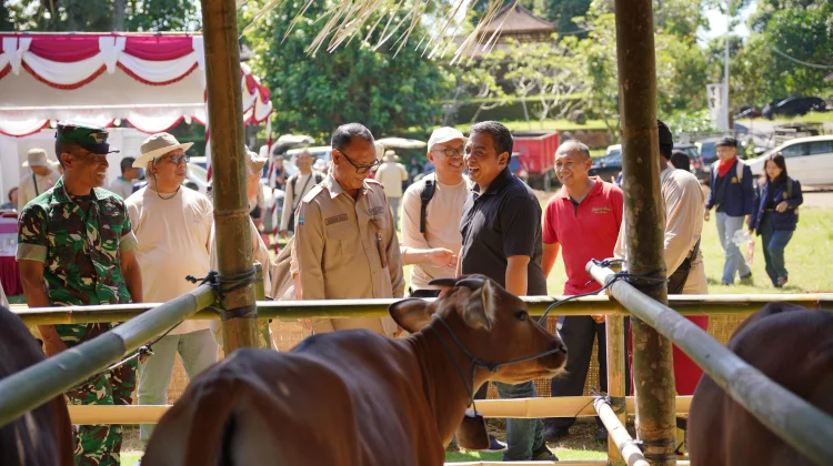 Sekda Gianyar Buka Lomba Bibit Sapi Bali Jantan dan Betina