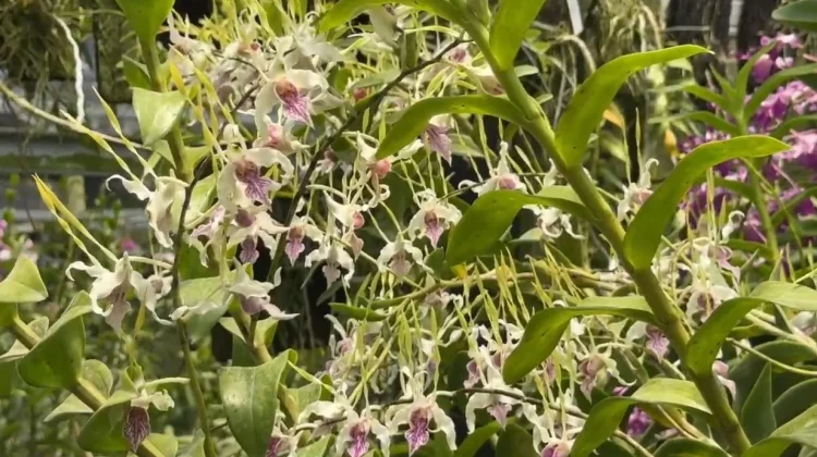 Mengenal Lebih Dekat Keluarga Dendrobium Capung, "Si Antena" yang Menawan