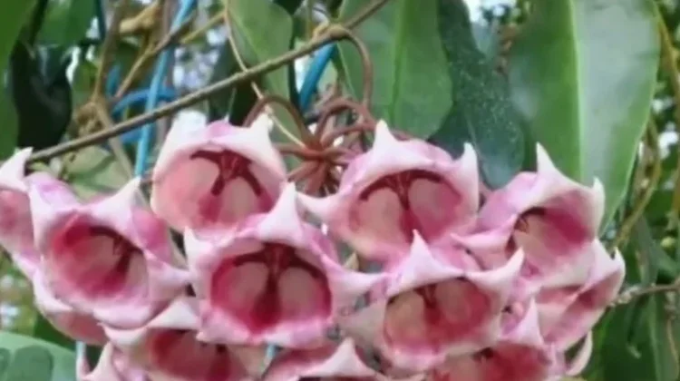 Mengenal Hoya, Si Tanaman "Lilin" Eksotis yang Minim Perawatan