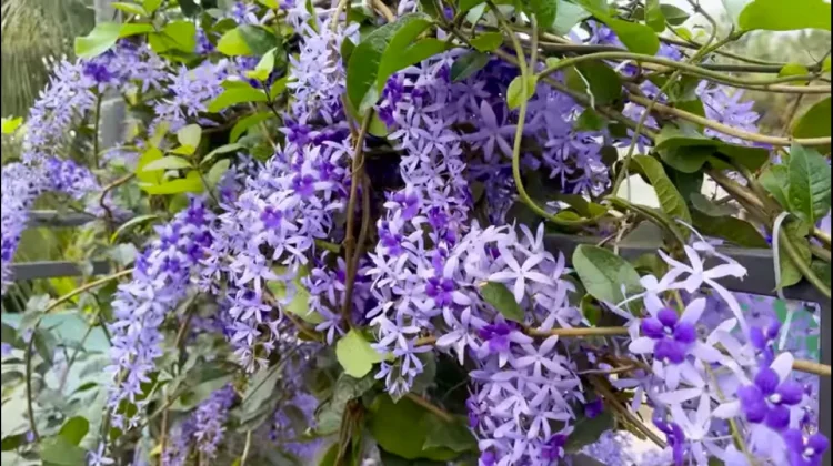 Si Ungu Menawan, Mengenal Petrea Volubilis, Sang "Sandpaper Vine" yang Estetik