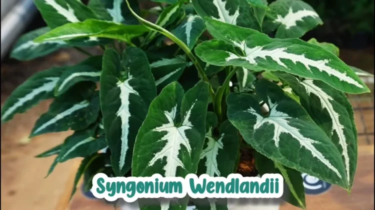 Mewah dengan Sentuhan Velvet, Mengenal Syngonium wendlandii