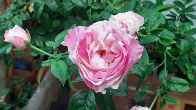 Rahasia Kebun Cantik, Panduan Lengkap Menanam Mawar untuk Pemula