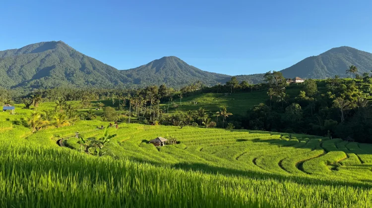 Menjaga Subak sebagai Warisan Budaya Dunia di Jatiluwih