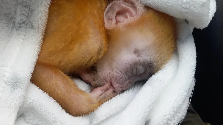 Elang Tikus dan Bayi Lutung Jawa Dievakuasi, Bukti Kepedulian Masyarakat