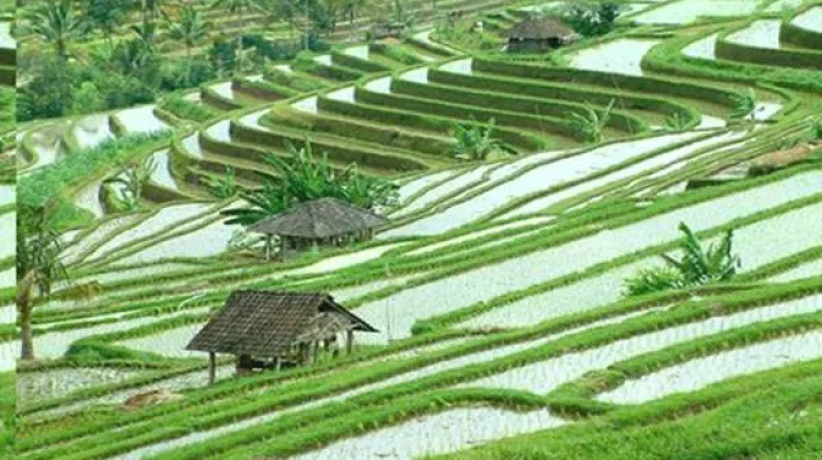 Mewujudkan Bali sebagai Pulau Organik Hadapi Sejumlah Tantangan