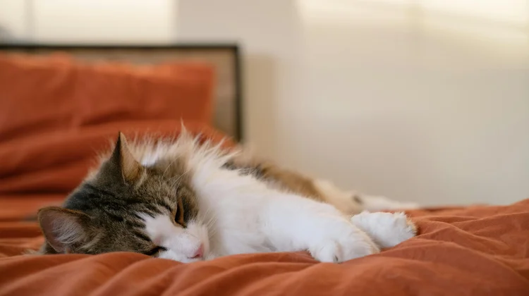 Tidak Melulu Soal Durasi, Ini Fakta Menarik dari Aktifitas Tidur