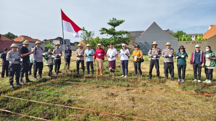 Optimalkan Lahan Bera, Pemkot Denpasar Tanam Jagung Manis di Subak Intaran Barat