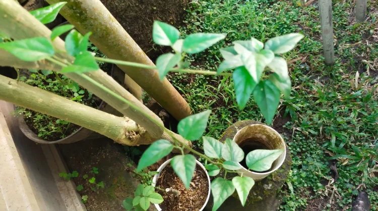 Daun Daluman, Herbal Tradisional dengan Segudang Manfaat Kesehatan