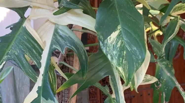 Philodendron Florida Beauty, Sang Diva Eksotis dengan Variegasi tanpa Batas
