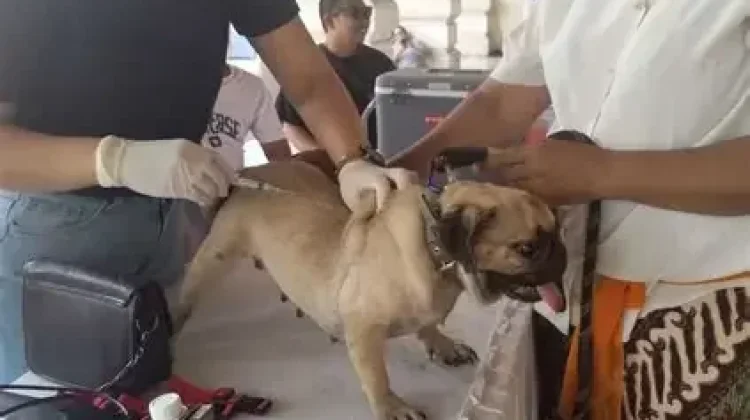 Vaksinasi Rabies di Denpasar Triwulan I Tercapai 18,68 Persen