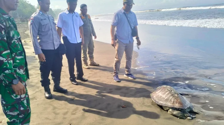 Terdampar Mati, Petugas Kubur Bangkai Penyu di Pantai-Yehembang