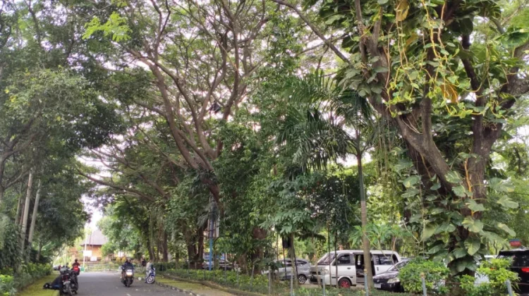 DLHK Denpasar Tanam 234 Pohon Perindang hingga April 2026