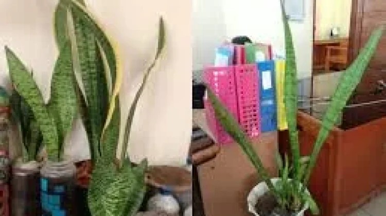 Lidah Mertua, Tanaman Cantik yang Bikin Udara Lebih Sehat