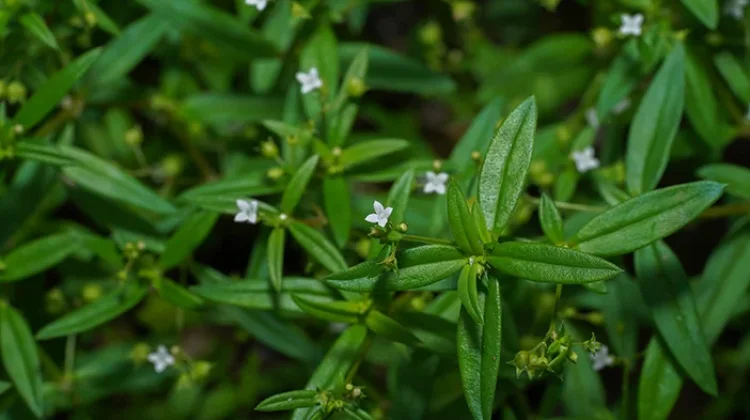 Rumput Mutiara Tanaman Liar di Pekarangan yang Menghambat Pertumbuhan Kanker