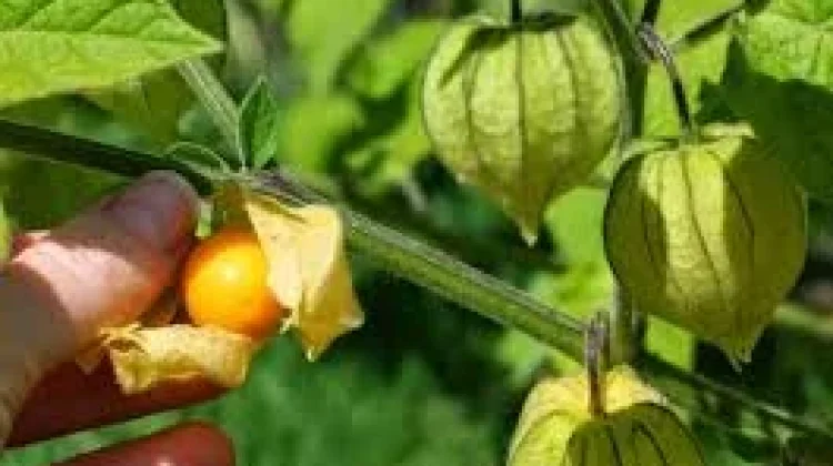 Ciplukan , Buah  Lampion Masa Kecil yang ternyata Herbal Mahal