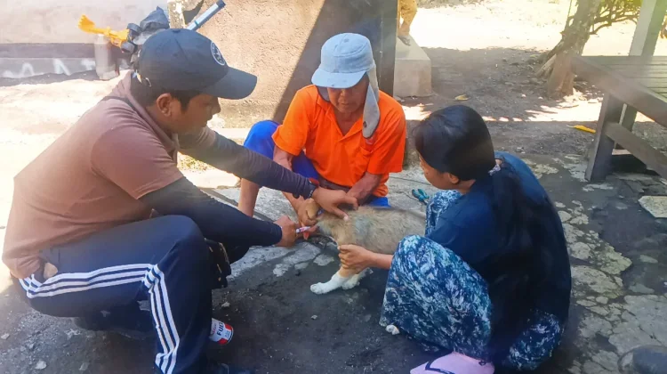 Jembrana Kebut Vaksinasi, Tekan Rabies di Zona Merah
