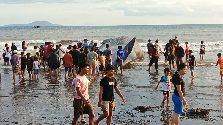 Jadi Tontonan Warga, Paus Raksasa Terdampar di Melaya