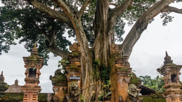 Makna Pohon Beringin dalam Tradisi dan Ekologi Bali