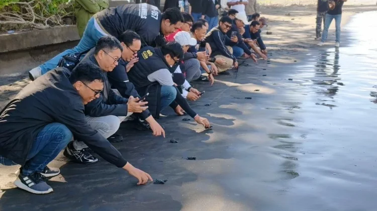 Pegadaian Kanwil VII Denpasar Dukung Pelestarian Penyu