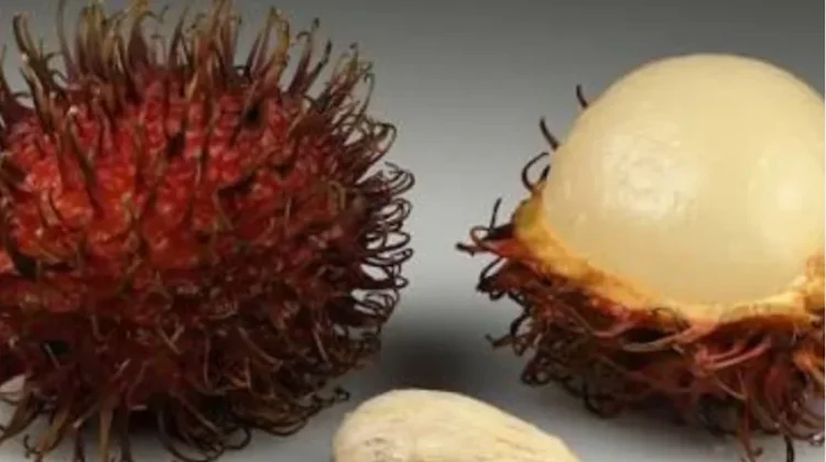 Jangan Dibuang Ini Khasiat Biji Rambutan yang Jarang Diketahui