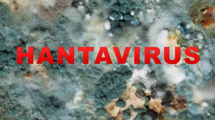 Ini Fakta-Fakta Penting Hantavirus