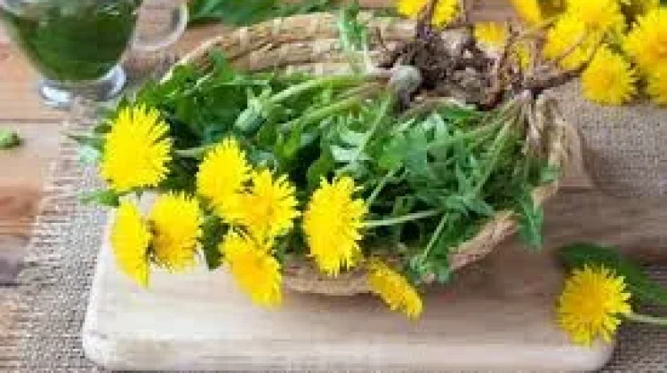 Bermanfaat untuk Kesehatan: Konsumsi Bunga Dandelion Wajib Konsultasi