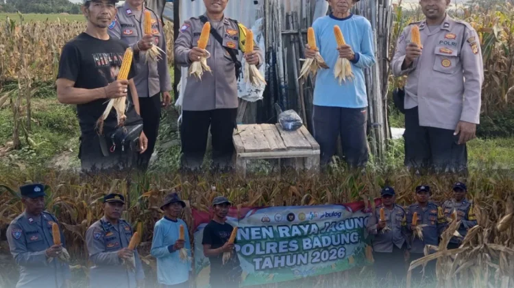 Polres Badung Panen Jagung Dukung Ketahanan Pangan Nasional