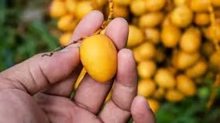 Bukan Cuma Manis, Alasan Kurma Muda Disebut Booster Tubuh Alami