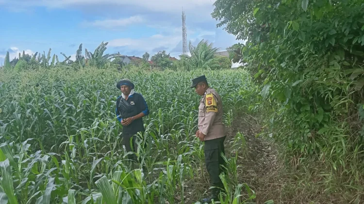 Bhabinkamtibmas Kamasan Dampingi Petani Jagung dalam Program Ketahanan Pangan